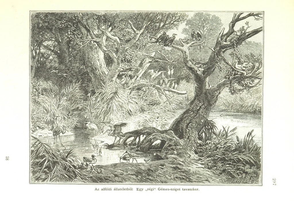 An illustration from Az Osztrák-Magyar Monarchia irásban és képben. Rudolf trónörökös főherczeg Ő ... fensége kezdeményezéséből és közremunkálásával. (Die deutsche Ausgabe redigirt ... J. von Weilen, die ungarische M. Jókai.) Hung, 1885, leaf 315