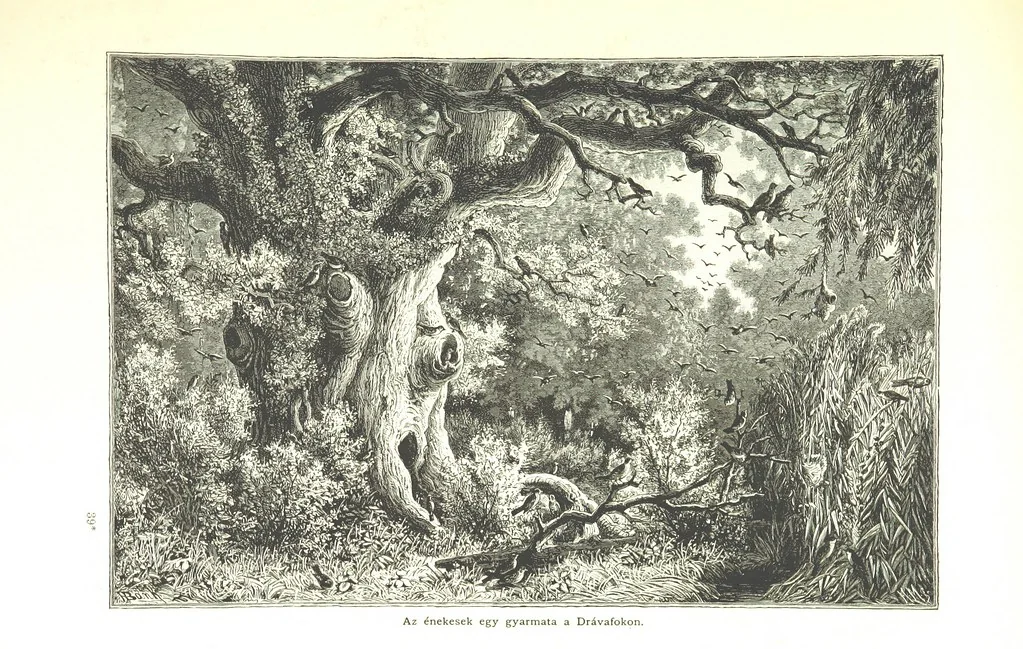 An illustration from Az Osztrák-Magyar Monarchia irásban és képben. Rudolf trónörökös főherczeg Ő ... fensége kezdeményezéséből és közremunkálásával. (Die deutsche Ausgabe redigirt ... J. von Weilen, die ungarische M. Jókai.) Hung, 1885, leaf 325