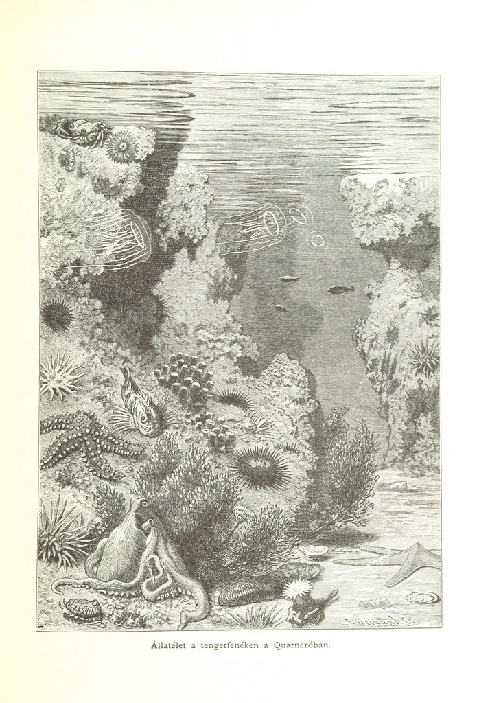An illustration from Az Osztrák-Magyar Monarchia irásban és képben. Rudolf trónörökös főherczeg Ő ... fensége kezdeményezéséből és közremunkálásával. (Die deutsche Ausgabe redigirt ... J. von Weilen, die ungarische M. Jókai.) Hung, 1885, leaf 351