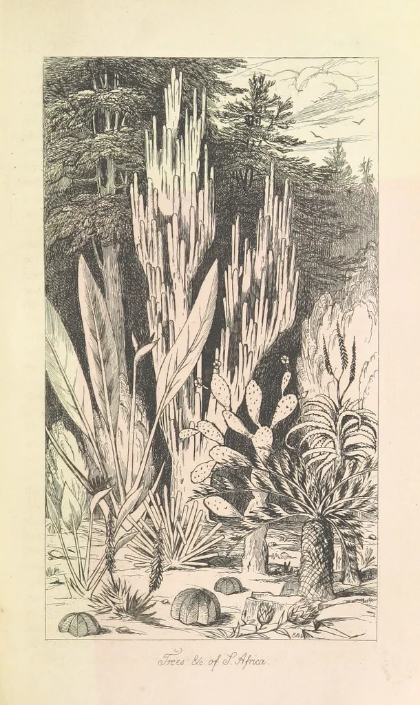 An illustration from A Narrative of a Visit to the Mauritius and South Africa ... Illustrated by two maps, sixteen etchings and twenty-eight wood-cuts, 1844, leaf 259