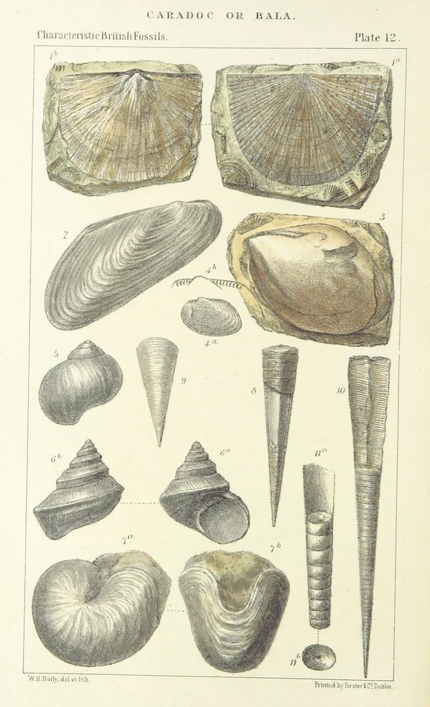 An illustration from Figures of Characteristic British Fossils: with descriptive remarks. vol. 1. Palæozoic, 1867, leaf 112