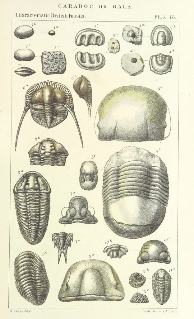 An illustration from Figures of Characteristic British Fossils: with descriptive remarks. vol. 1. Palæozoic, 1867, leaf 117