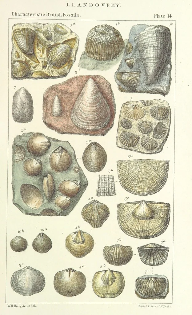An illustration from Figures of Characteristic British Fossils: with descriptive remarks. vol. 1. Palæozoic, 1867, leaf 123
