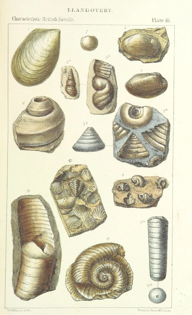 An illustration from Figures of Characteristic British Fossils: with descriptive remarks. vol. 1. Palæozoic, 1867, leaf 133