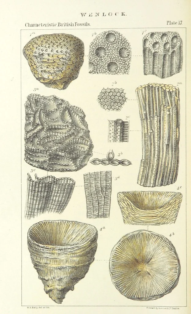 An illustration from Figures of Characteristic British Fossils: with descriptive remarks. vol. 1. Palæozoic, 1867, leaf 138