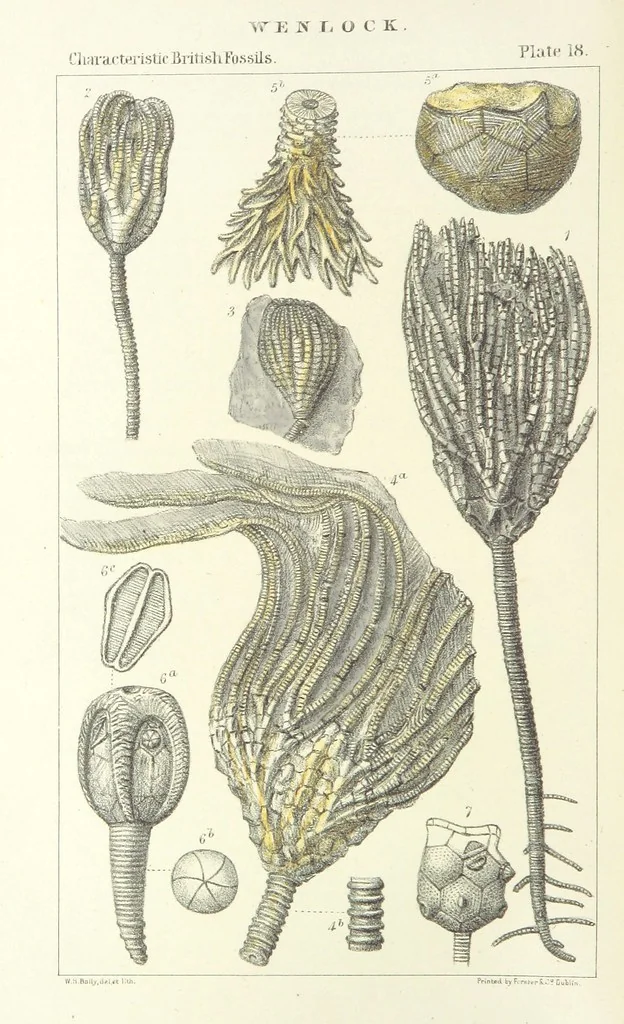 An illustration from Figures of Characteristic British Fossils: with descriptive remarks. vol. 1. Palæozoic, 1867, leaf 142