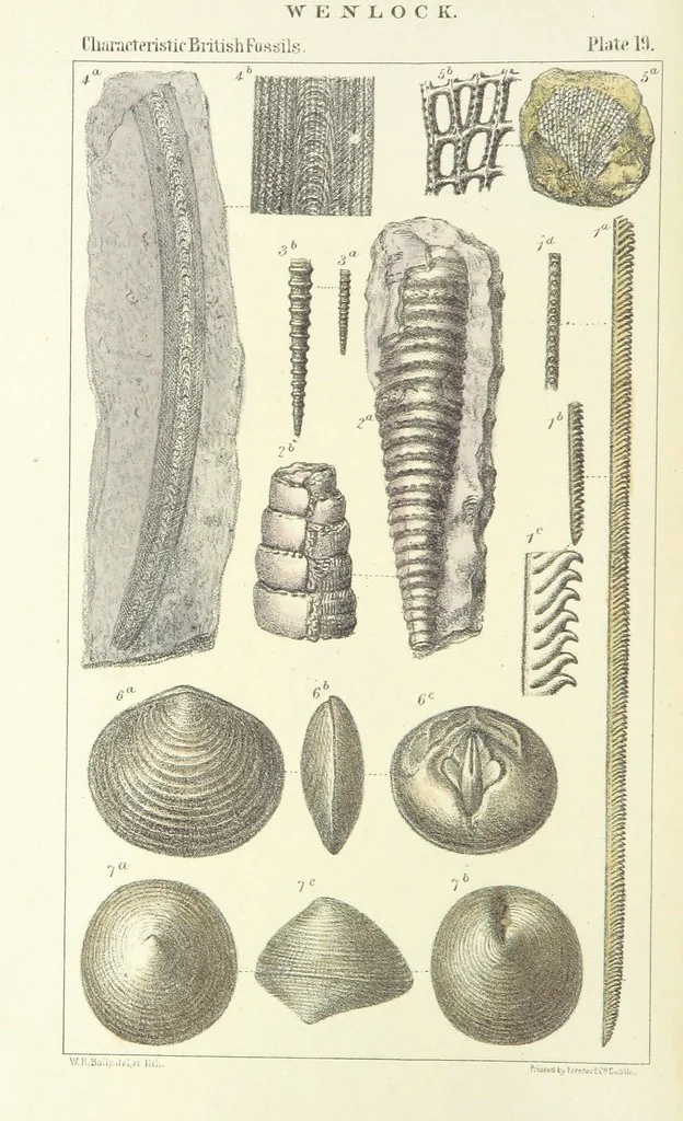 An illustration from Figures of Characteristic British Fossils: with descriptive remarks. vol. 1. Palæozoic, 1867, leaf 146