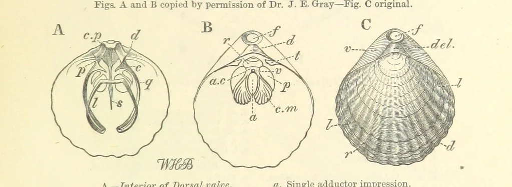 An illustration from Figures of Characteristic British Fossils: with descriptive remarks. vol. 1. Palæozoic, 1867, leaf 165