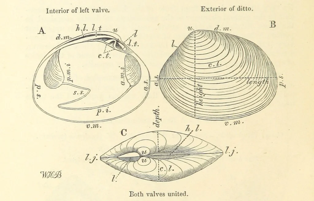 An illustration from Figures of Characteristic British Fossils: with descriptive remarks. vol. 1. Palæozoic, 1867, leaf 166