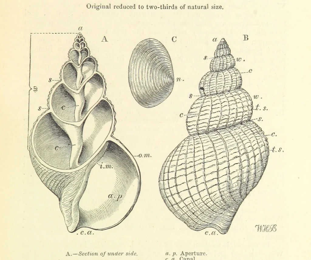 An illustration from Figures of Characteristic British Fossils: with descriptive remarks. vol. 1. Palæozoic, 1867, leaf 167
