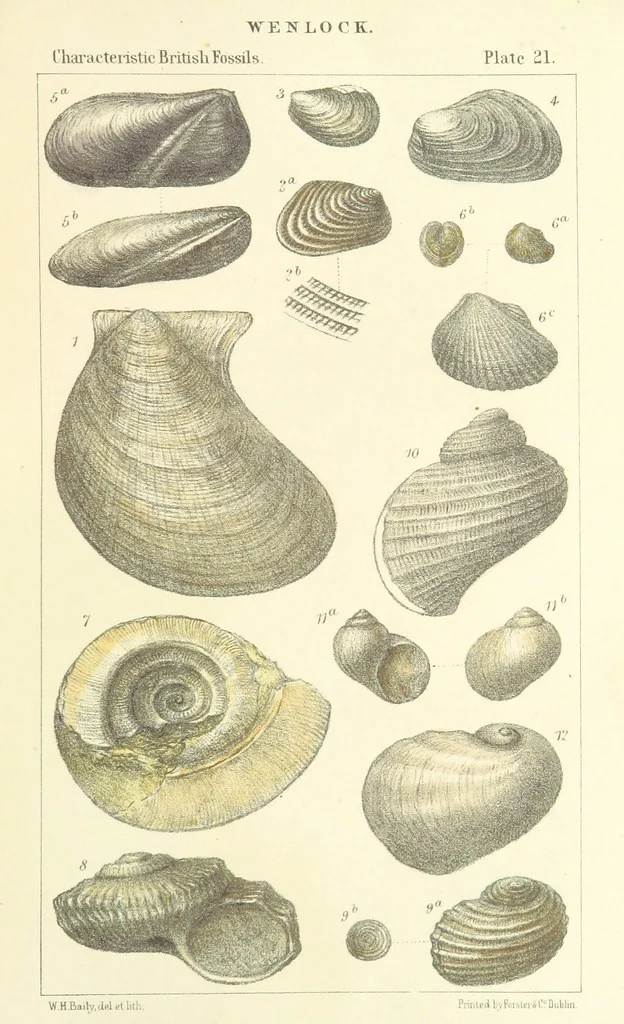 An illustration from Figures of Characteristic British Fossils: with descriptive remarks. vol. 1. Palæozoic, 1867, leaf 181