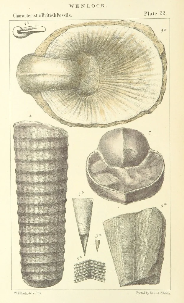 An illustration from Figures of Characteristic British Fossils: with descriptive remarks. vol. 1. Palæozoic, 1867, leaf 186