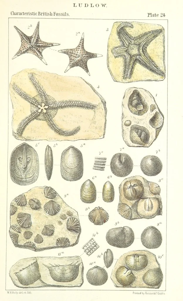 An illustration from Figures of Characteristic British Fossils: with descriptive remarks. vol. 1. Palæozoic, 1867, leaf 195