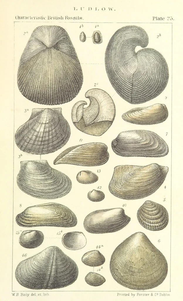 An illustration from Figures of Characteristic British Fossils: with descriptive remarks. vol. 1. Palæozoic, 1867, leaf 201