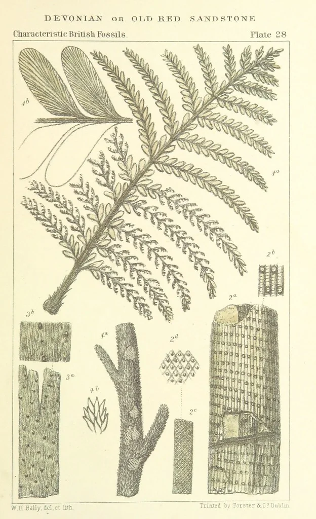 An illustration from Figures of Characteristic British Fossils: with descriptive remarks. vol. 1. Palæozoic, 1867, leaf 217
