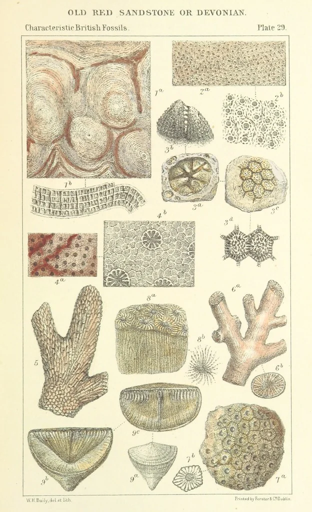 An illustration from Figures of Characteristic British Fossils: with descriptive remarks. vol. 1. Palæozoic, 1867, leaf 221