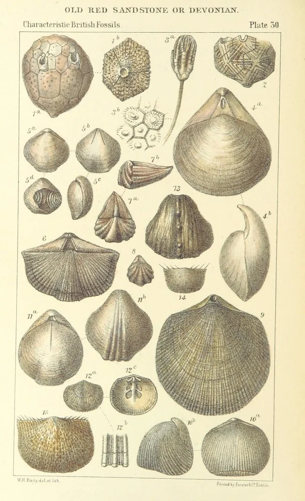 An illustration from Figures of Characteristic British Fossils: with descriptive remarks. vol. 1. Palæozoic, 1867, leaf 226