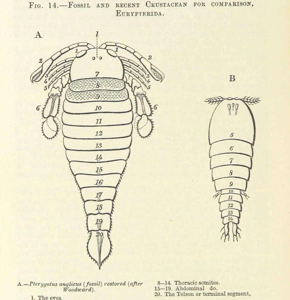 An illustration from Figures of Characteristic British Fossils: with descriptive remarks. vol. 1. Palæozoic, 1867, leaf 240