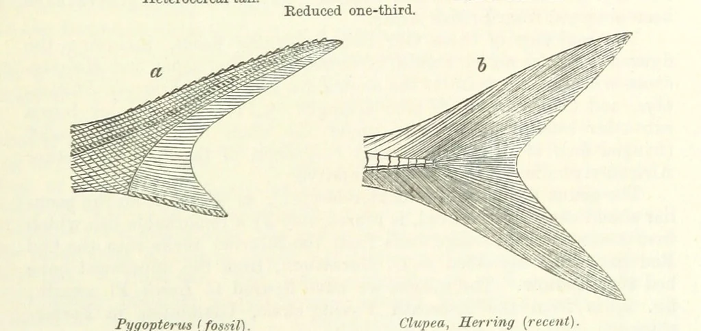 An illustration from Figures of Characteristic British Fossils: with descriptive remarks. vol. 1. Palæozoic, 1867, leaf 241