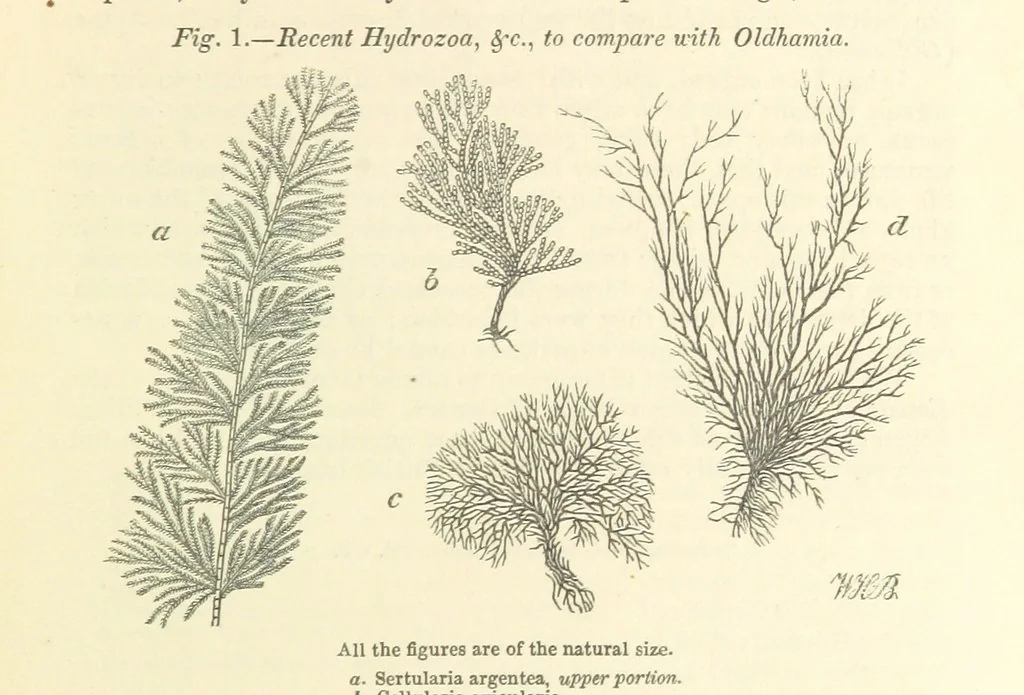 An illustration from Figures of Characteristic British Fossils: with descriptive remarks. vol. 1. Palæozoic, 1867, leaf 25