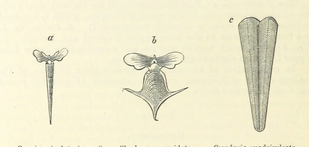 An illustration from Figures of Characteristic British Fossils: with descriptive remarks. vol. 1. Palæozoic, 1867, leaf 256