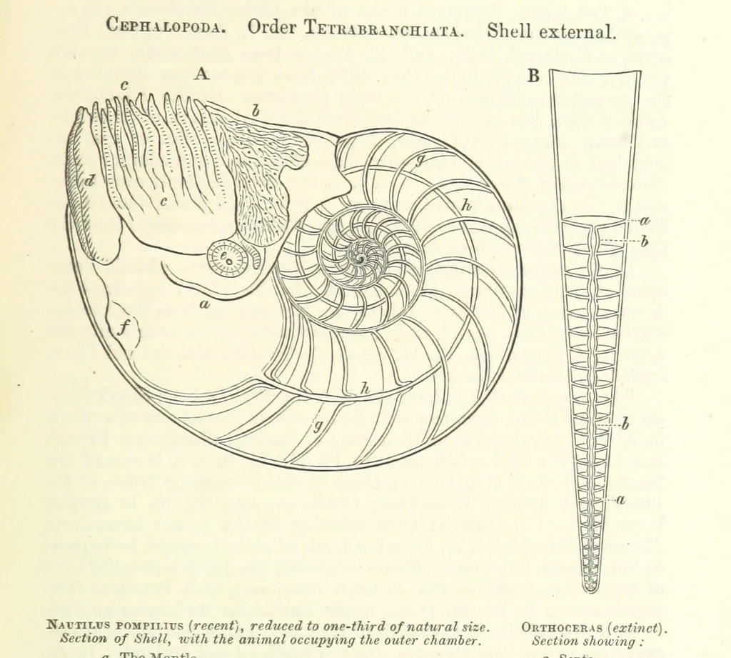 An illustration from Figures of Characteristic British Fossils: with descriptive remarks. vol. 1. Palæozoic, 1867, leaf 257