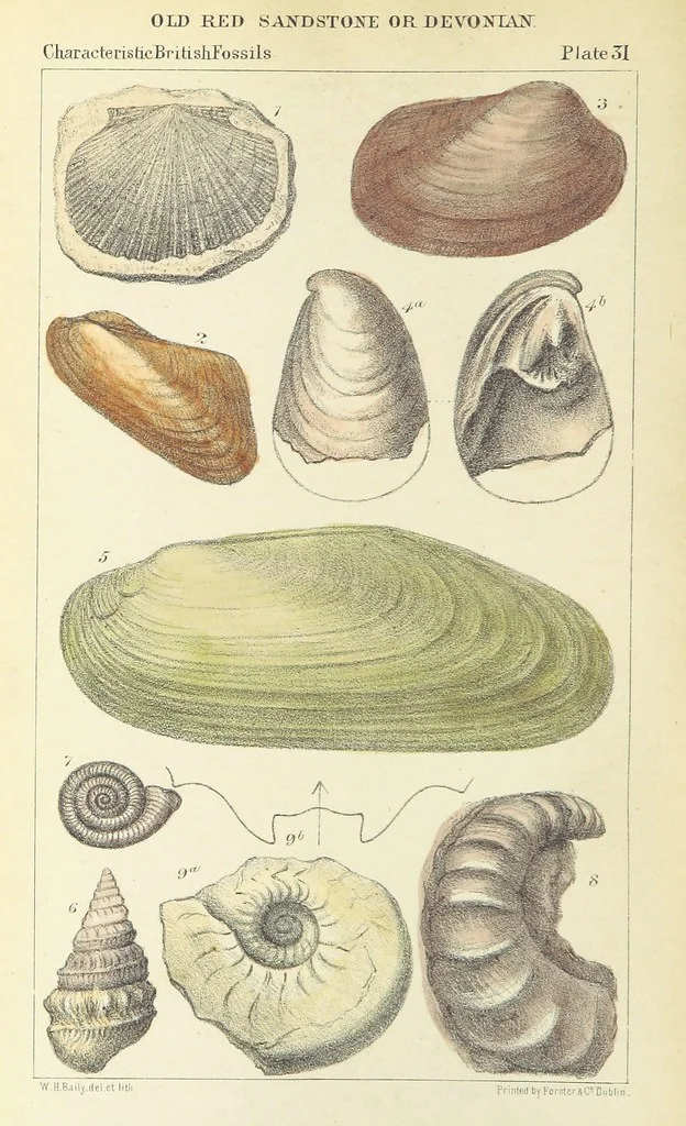An illustration from Figures of Characteristic British Fossils: with descriptive remarks. vol. 1. Palæozoic, 1867, leaf 266
