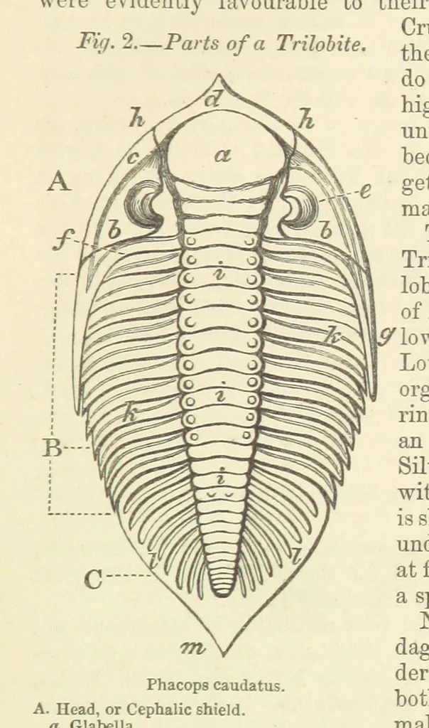 An illustration from Figures of Characteristic British Fossils: with descriptive remarks. vol. 1. Palæozoic, 1867, leaf 27