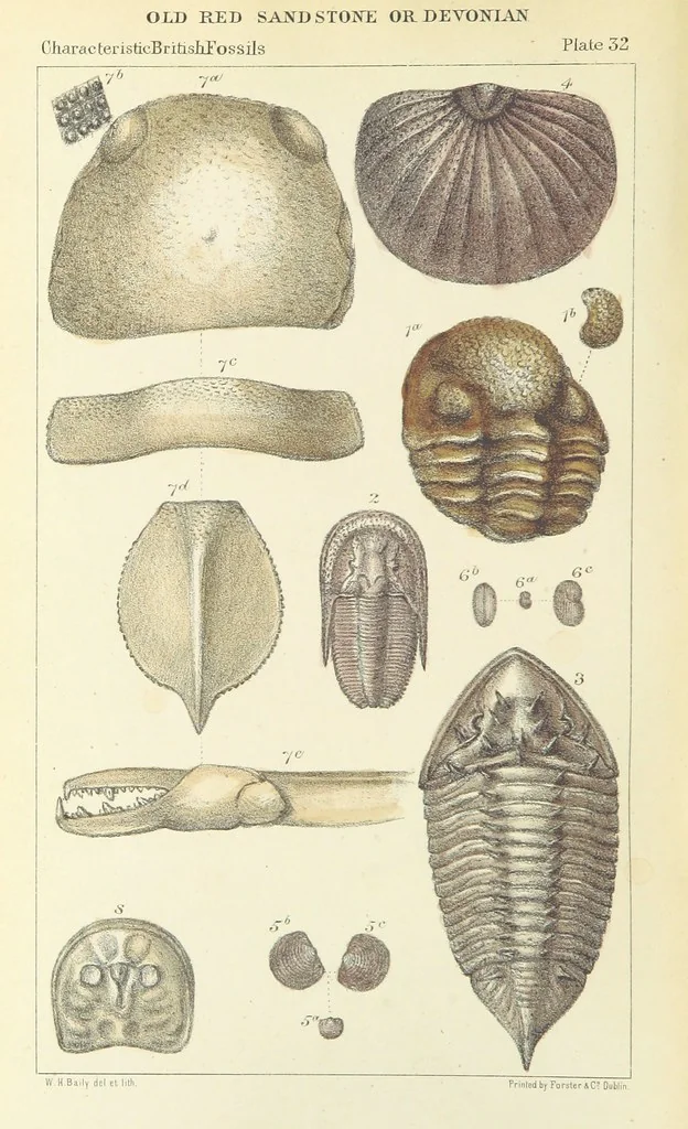 An illustration from Figures of Characteristic British Fossils: with descriptive remarks. vol. 1. Palæozoic, 1867, leaf 270