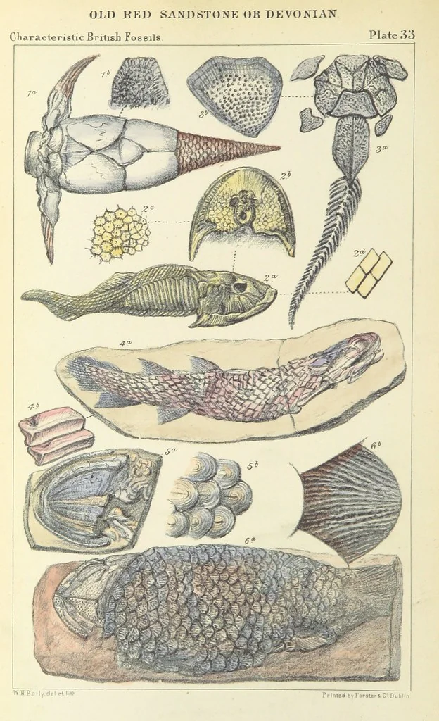 An illustration from Figures of Characteristic British Fossils: with descriptive remarks. vol. 1. Palæozoic, 1867, leaf 274