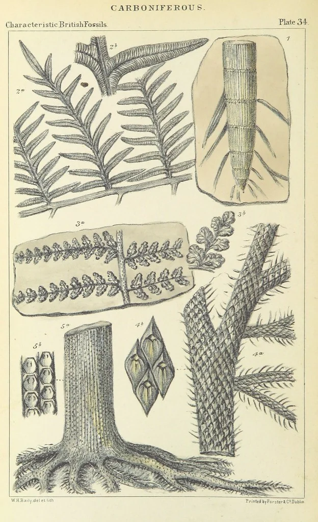 An illustration from Figures of Characteristic British Fossils: with descriptive remarks. vol. 1. Palæozoic, 1867, leaf 278