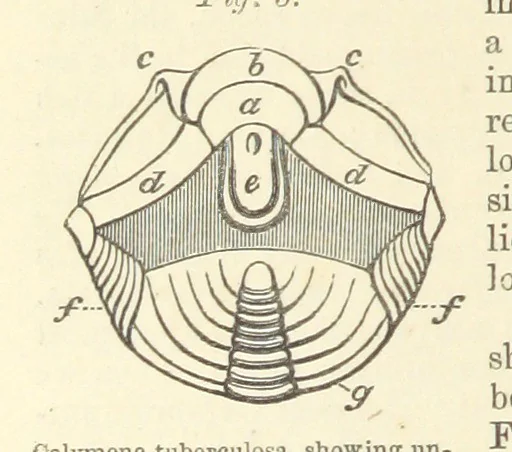 An illustration from Figures of Characteristic British Fossils: with descriptive remarks. vol. 1. Palæozoic, 1867, leaf 28