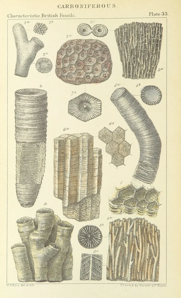 An illustration from Figures of Characteristic British Fossils: with descriptive remarks. vol. 1. Palæozoic, 1867, leaf 282