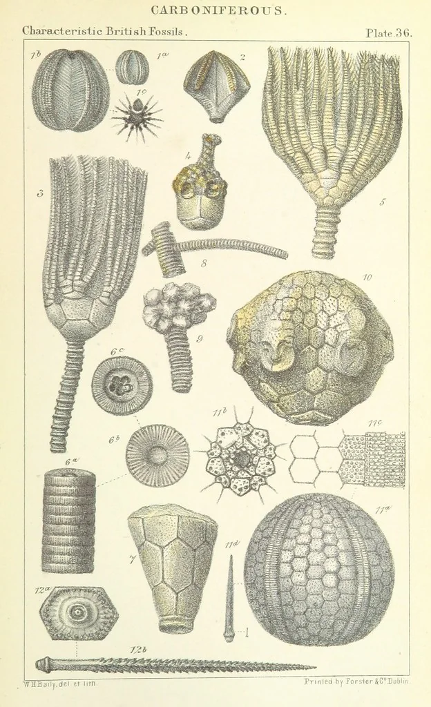 An illustration from Figures of Characteristic British Fossils: with descriptive remarks. vol. 1. Palæozoic, 1867, leaf 287