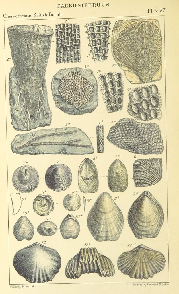 An illustration from Figures of Characteristic British Fossils: with descriptive remarks. vol. 1. Palæozoic, 1867, leaf 292