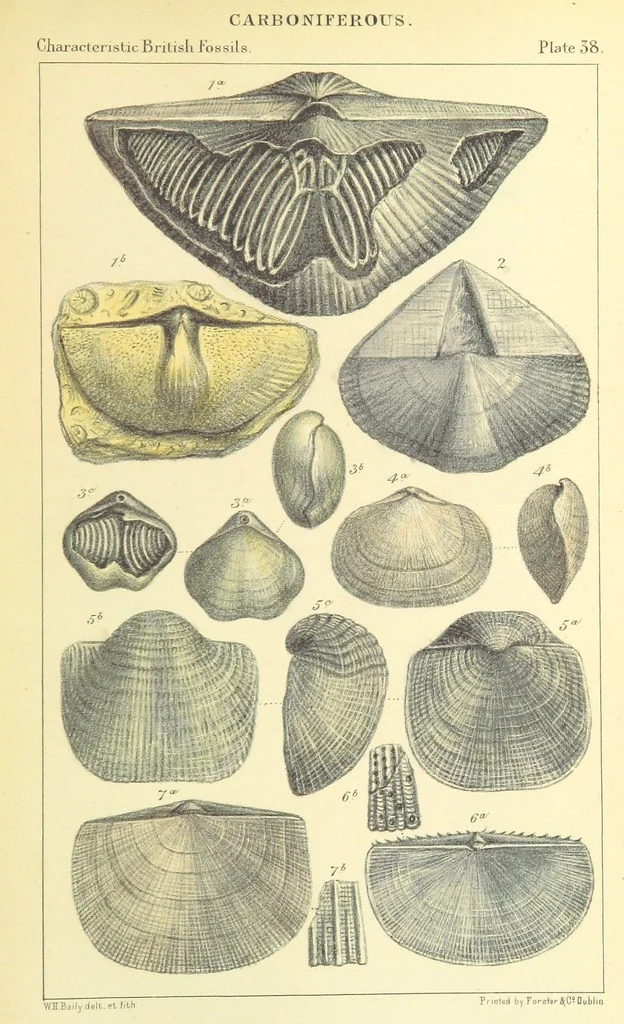 An illustration from Figures of Characteristic British Fossils: with descriptive remarks. vol. 1. Palæozoic, 1867, leaf 297