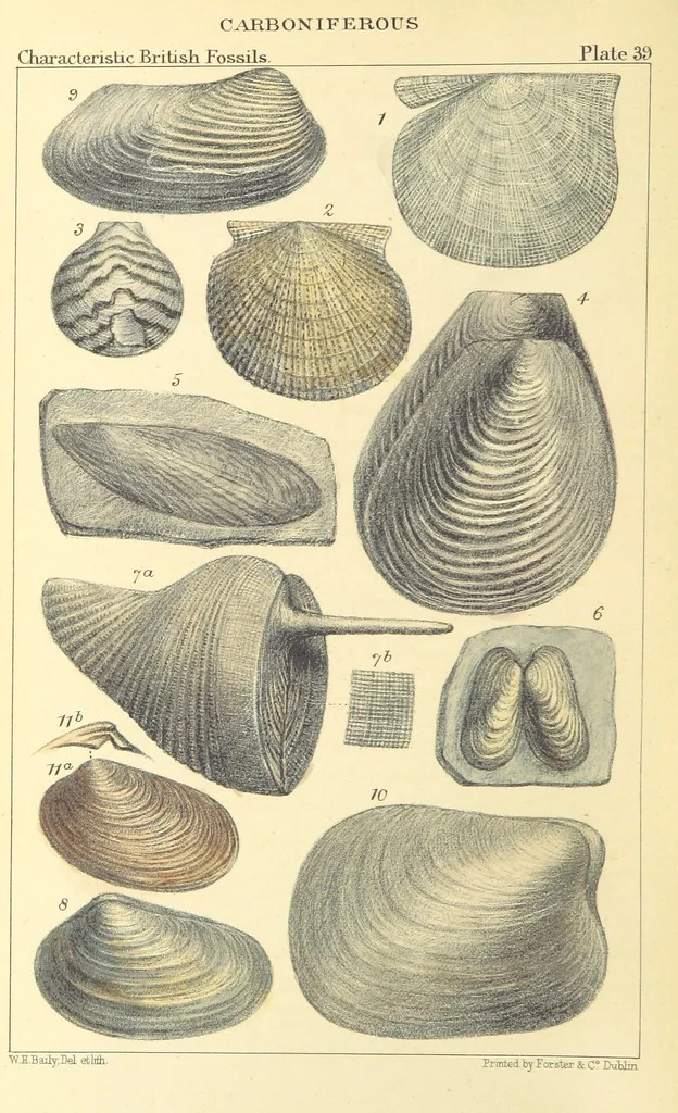 An illustration from Figures of Characteristic British Fossils: with descriptive remarks. vol. 1. Palæozoic, 1867, leaf 302