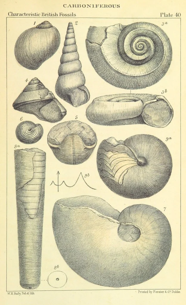 An illustration from Figures of Characteristic British Fossils: with descriptive remarks. vol. 1. Palæozoic, 1867, leaf 307