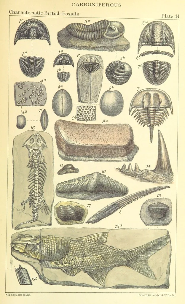 An illustration from Figures of Characteristic British Fossils: with descriptive remarks. vol. 1. Palæozoic, 1867, leaf 311
