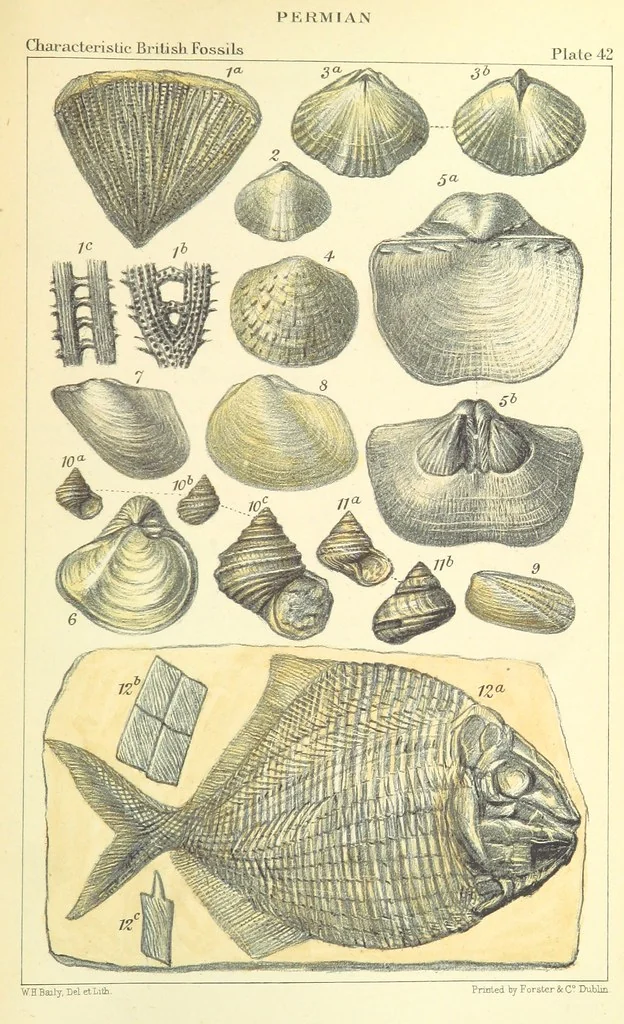 An illustration from Figures of Characteristic British Fossils: with descriptive remarks. vol. 1. Palæozoic, 1867, leaf 317