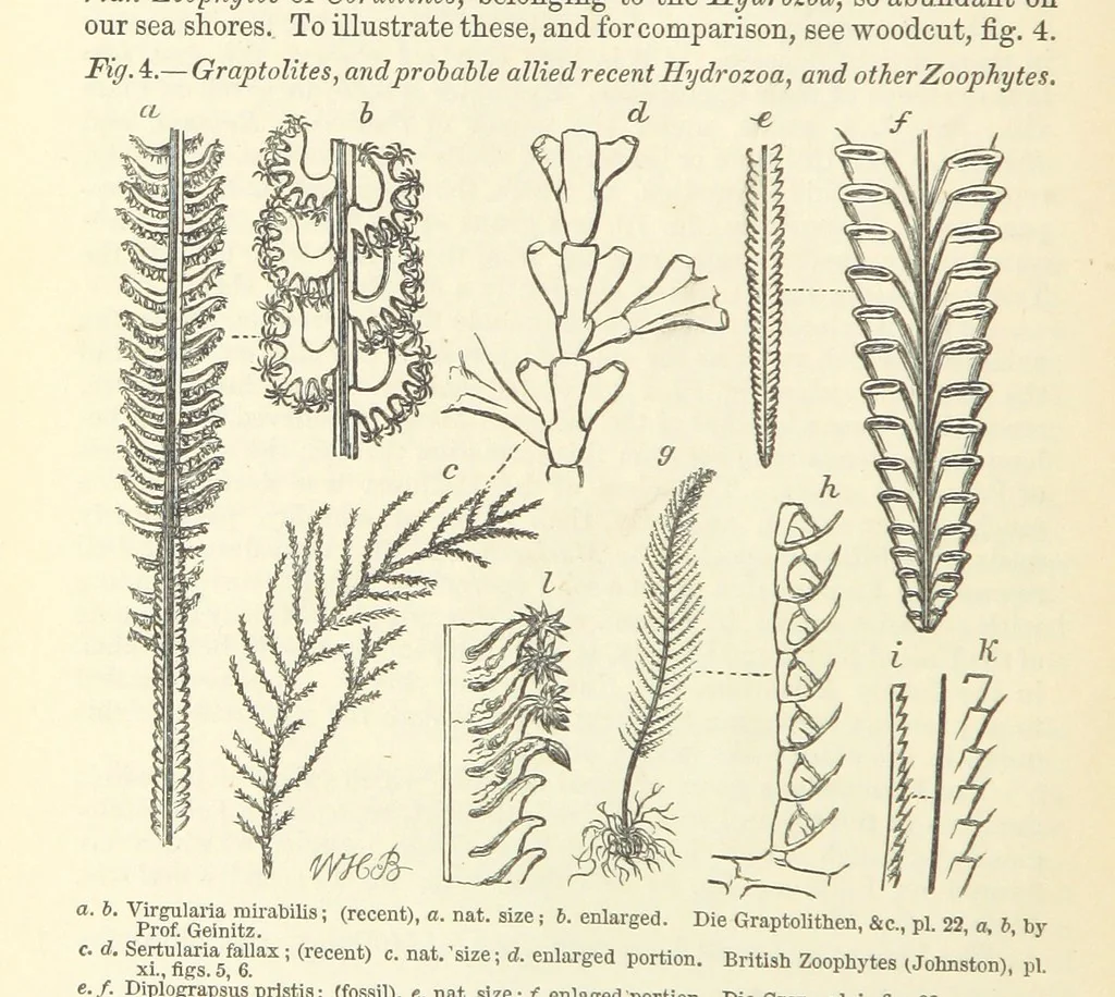 An illustration from Figures of Characteristic British Fossils: with descriptive remarks. vol. 1. Palæozoic, 1867, leaf 36