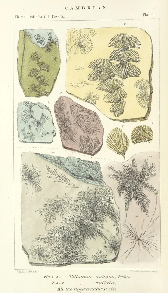 An illustration from Figures of Characteristic British Fossils: with descriptive remarks. vol. 1. Palæozoic, 1867, leaf 40