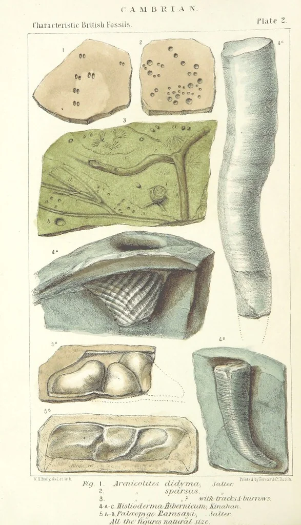 An illustration from Figures of Characteristic British Fossils: with descriptive remarks. vol. 1. Palæozoic, 1867, leaf 44