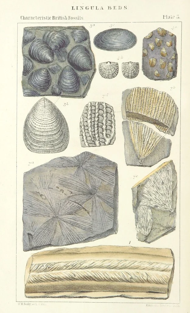 An illustration from Figures of Characteristic British Fossils: with descriptive remarks. vol. 1. Palæozoic, 1867, leaf 48