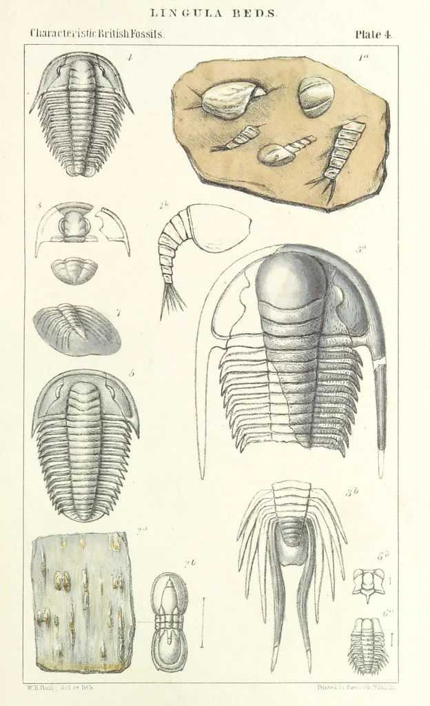 An illustration from Figures of Characteristic British Fossils: with descriptive remarks. vol. 1. Palæozoic, 1867, leaf 53