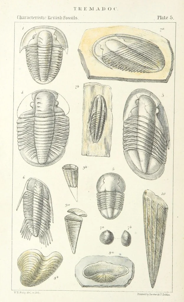 An illustration from Figures of Characteristic British Fossils: with descriptive remarks. vol. 1. Palæozoic, 1867, leaf 58