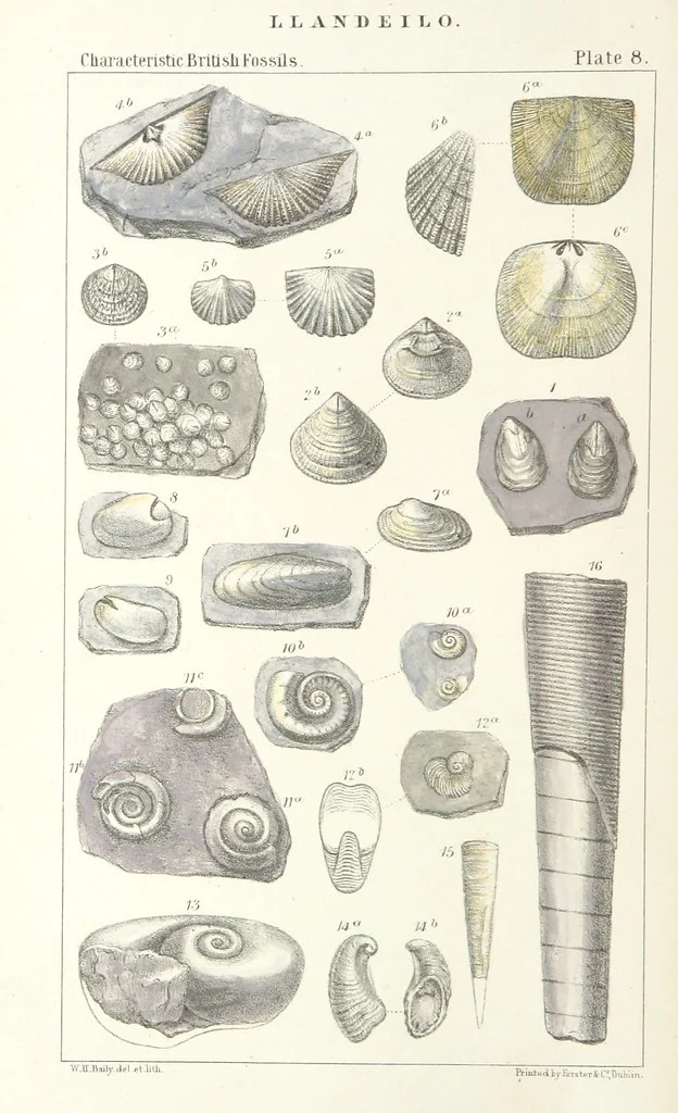 An illustration from Figures of Characteristic British Fossils: with descriptive remarks. vol. 1. Palæozoic, 1867, leaf 72