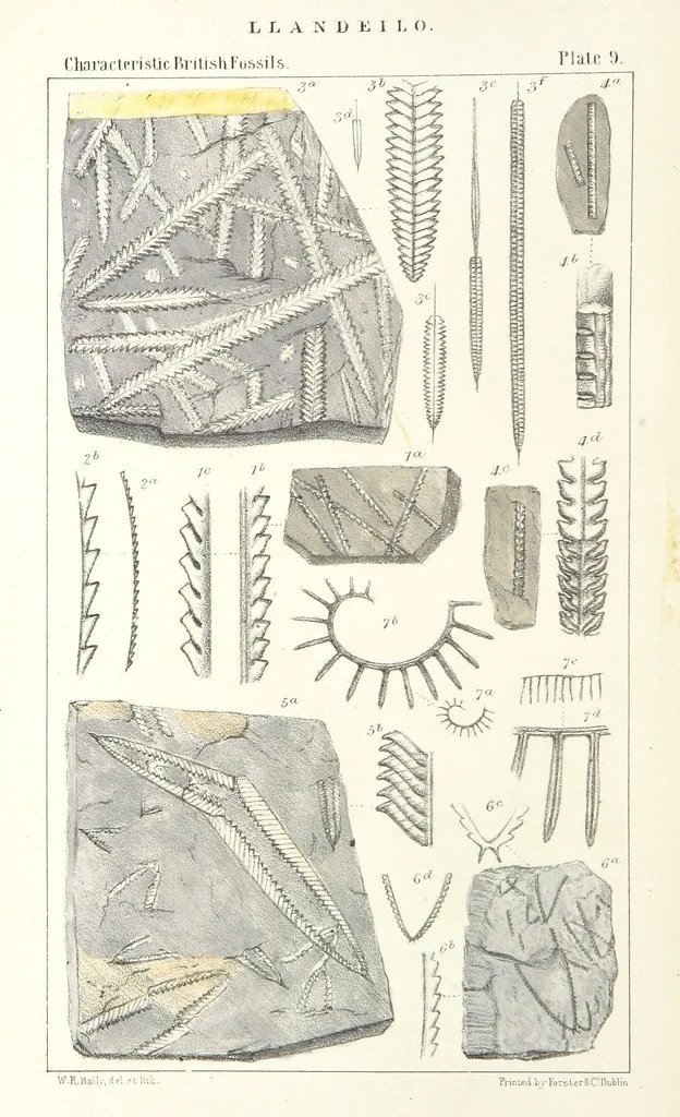 An illustration from Figures of Characteristic British Fossils: with descriptive remarks. vol. 1. Palæozoic, 1867, leaf 78