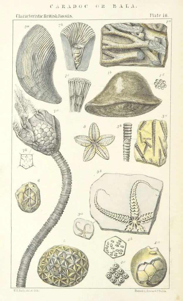 An illustration from Figures of Characteristic British Fossils: with descriptive remarks. vol. 1. Palæozoic, 1867, leaf 84