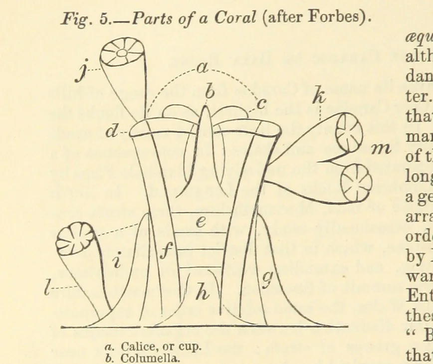 An illustration from Figures of Characteristic British Fossils: with descriptive remarks. vol. 1. Palæozoic, 1867, leaf 94
